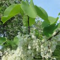 Cercis siliquastrum 'Album' fleur
